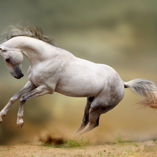 Horse animal Cool Android SmartPhone Wallpaper