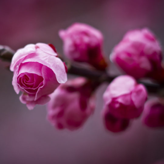 Blur  flower  pink Android SmartPhone Wallpaper