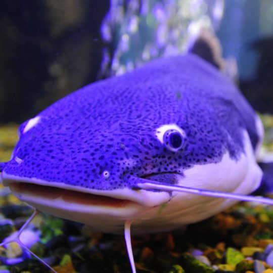 Blue catfish fish Android SmartPhone Wallpaper