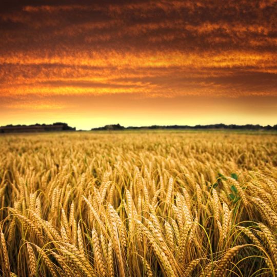 Rice scenery sky sunset Android SmartPhone Wallpaper