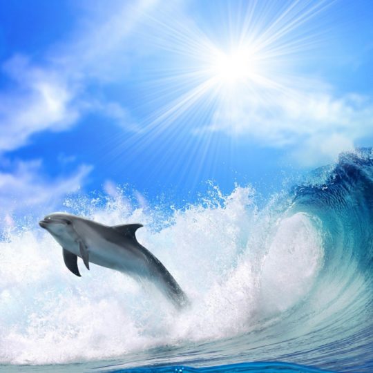 Sea dolphin sun Android SmartPhone Wallpaper