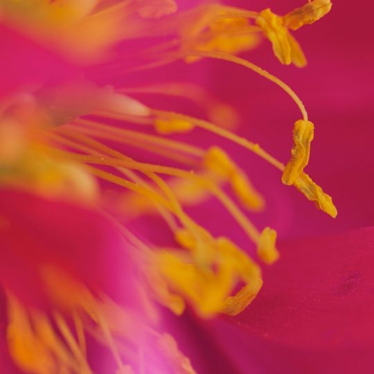 Blur red flower Android SmartPhone Wallpaper