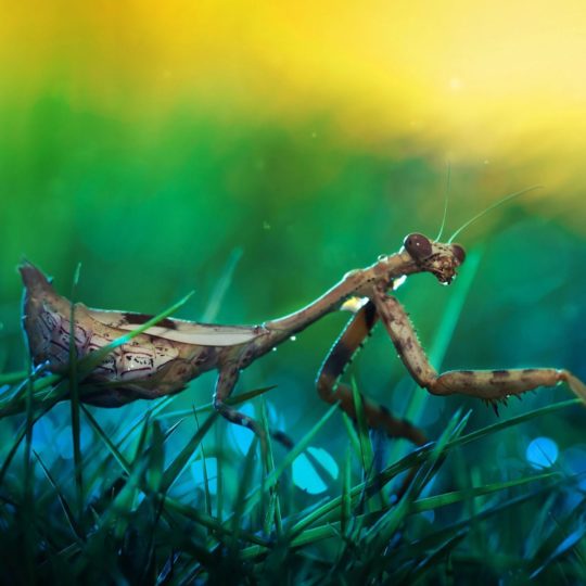 Mantis insect blur Android SmartPhone Wallpaper