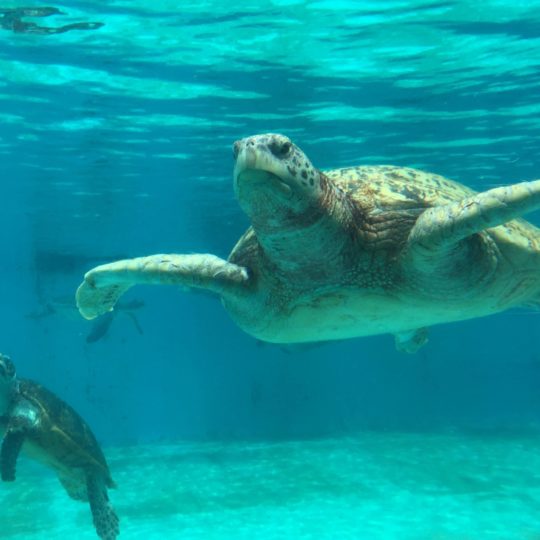 Animal sea turtle blue Android SmartPhone Wallpaper