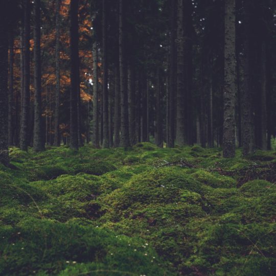 Landscape forest moss Android SmartPhone Wallpaper