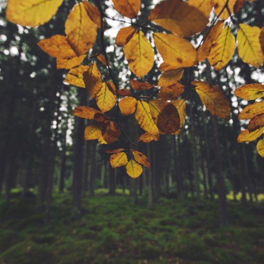 Landscape forest leaf yellow Android SmartPhone Wallpaper