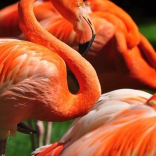 Animal Flamingo Apple Watch photo face Wallpaper