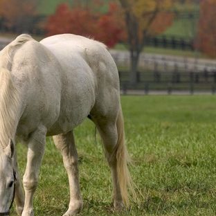Animal white horse Apple Watch photo face Wallpaper