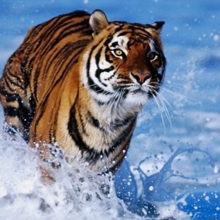 Animal tiger Apple Watch photo face Wallpaper