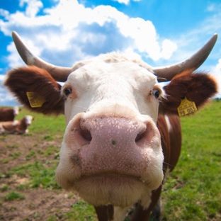 Animal cow Apple Watch photo face Wallpaper