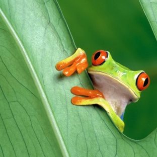 Animal frog green Apple Watch photo face Wallpaper