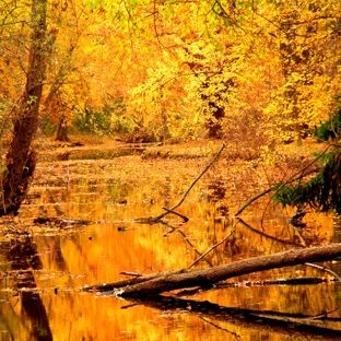 Landscape yellow autumn leaves Apple Watch photo face Wallpaper