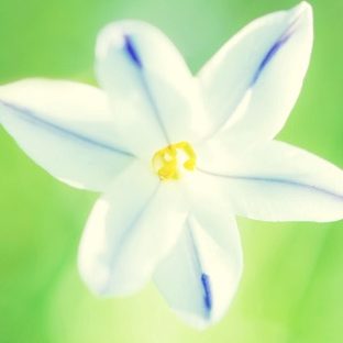 Natural  flower  white Apple Watch photo face Wallpaper