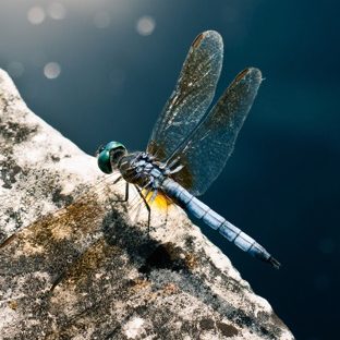 Animal dragonfly Apple Watch photo face Wallpaper