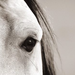 Animal horse Apple Watch photo face Wallpaper