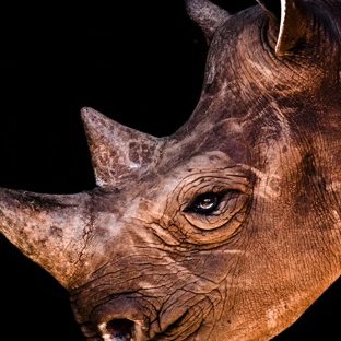 Animal rhino Apple Watch photo face Wallpaper