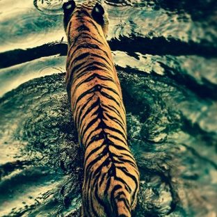 Animal tiger Apple Watch photo face Wallpaper
