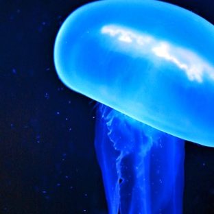 Blue jellyfish creatures Apple Watch photo face Wallpaper