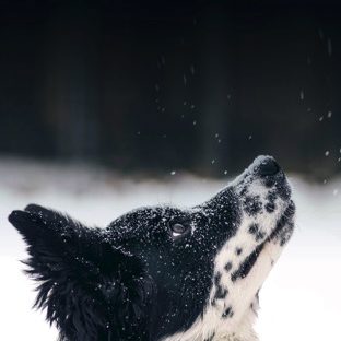 Animal dog snow Apple Watch photo face Wallpaper