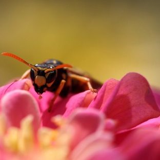 Bee insect blur flower Apple Watch photo face Wallpaper
