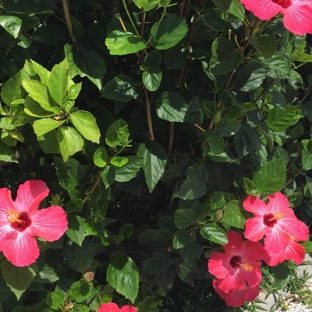 Plant hibiscus flower red green Apple Watch photo face Wallpaper
