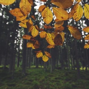 Landscape forest leaf yellow Apple Watch photo face Wallpaper