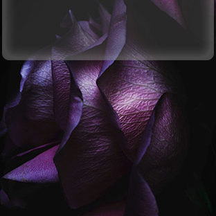Flowers purple black iOS9 shelf Apple Watch photo face Wallpaper