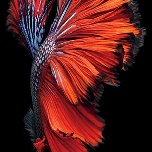 Fish red and black iPhone6s Apple Watch photo face Wallpaper