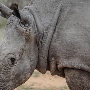 Landscape animal rhinoceros Apple Watch photo face Wallpaper