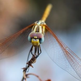 Landscape animal dragonfly Apple Watch photo face Wallpaper
