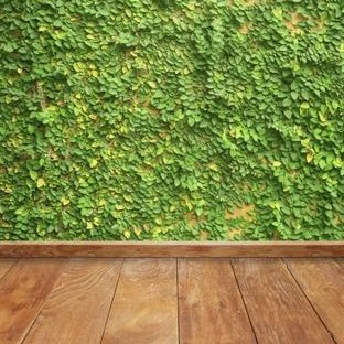 Green wall ivy floorboards Apple Watch photo face Wallpaper