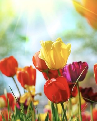 Flower plant colorful | wallpaper.sc AppleWatch