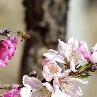 Landscape Sakura bees Apple Watch photo face Wallpaper