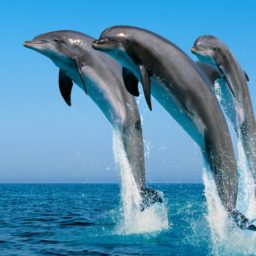Animal dolphin iPad / Air / mini / Pro Wallpaper