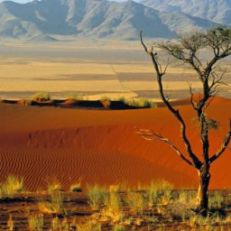 Desert landscape iPad / Air / mini / Pro Wallpaper