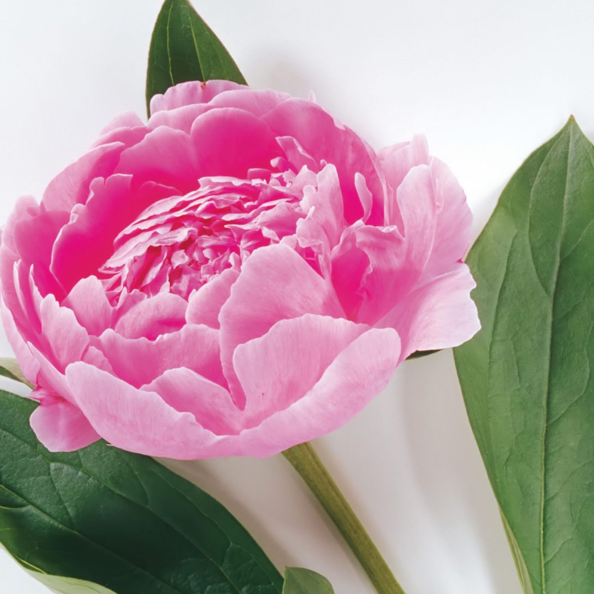 Natural flower pink wallpaper.sc iPad