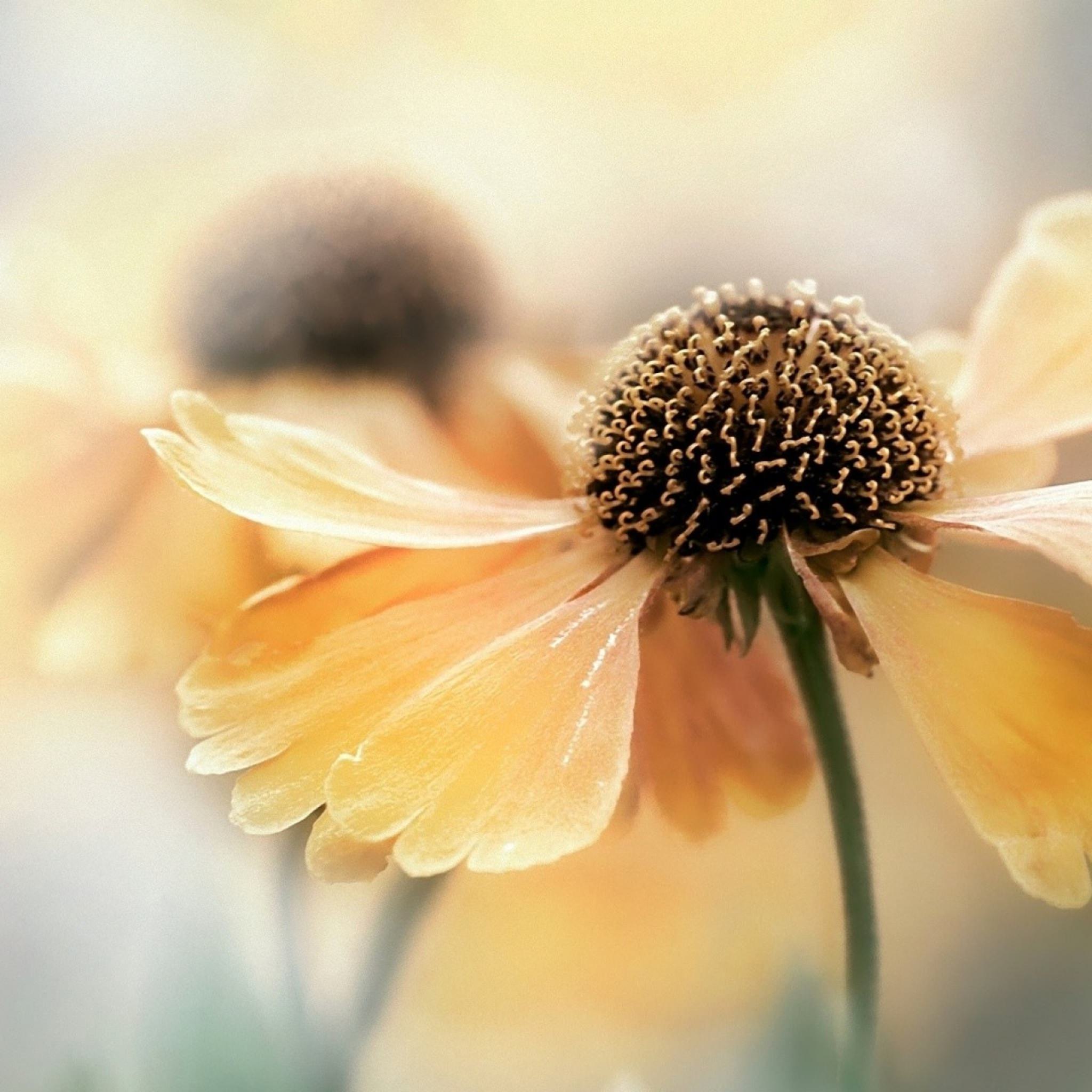 Natural flower ki wallpaper.sc iPad