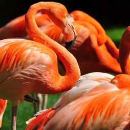 Animal Flamingo iPad / Air / mini / Pro Wallpaper