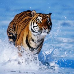 Animal tiger iPad / Air / mini / Pro Wallpaper