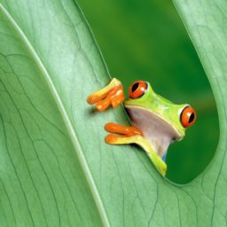 Animal frog green iPad / Air / mini / Pro Wallpaper