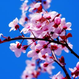 Natural  flower  pink iPad / Air / mini / Pro Wallpaper