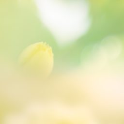 Natural  flower  green iPad / Air / mini / Pro Wallpaper
