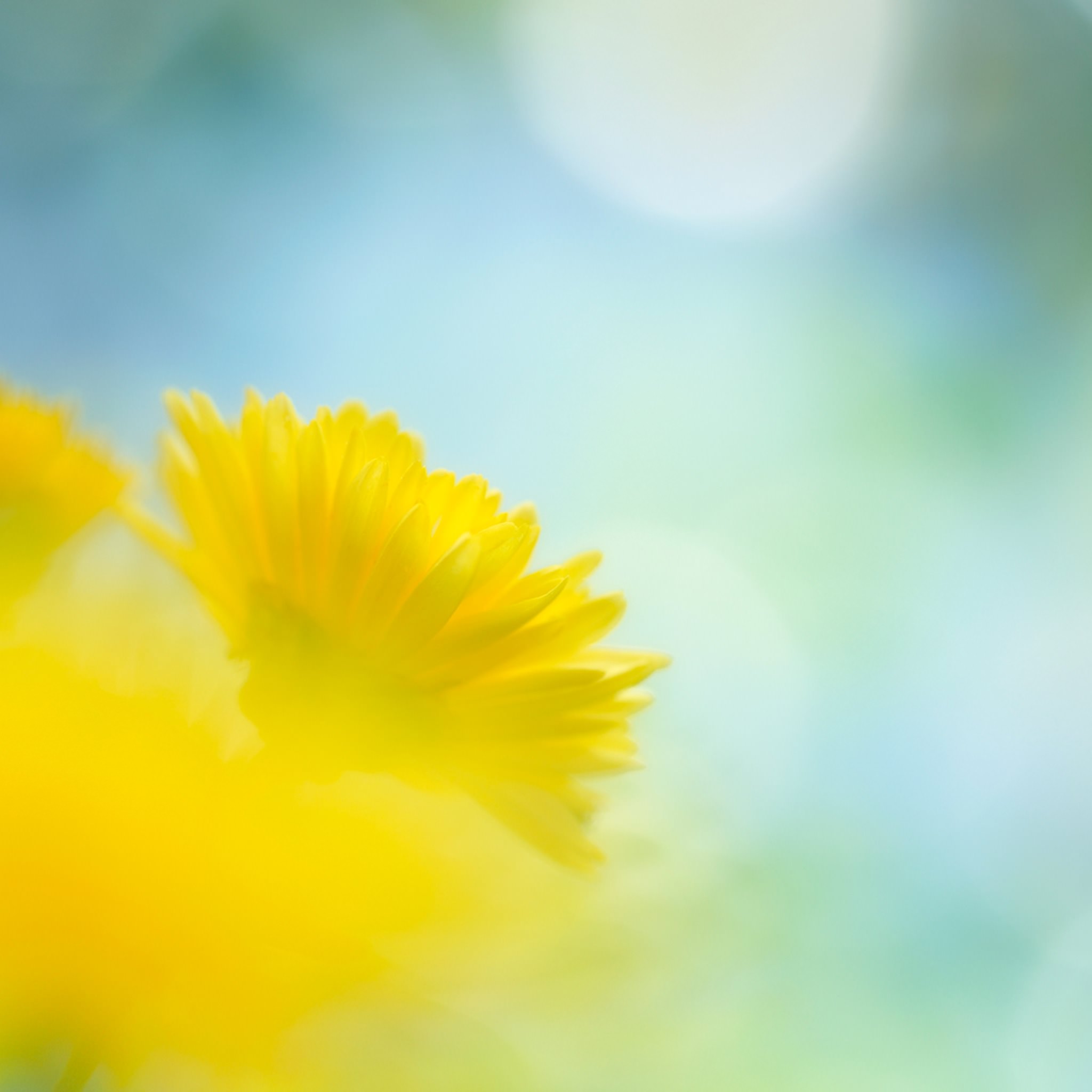 Natural flower ki wallpaper.sc iPad