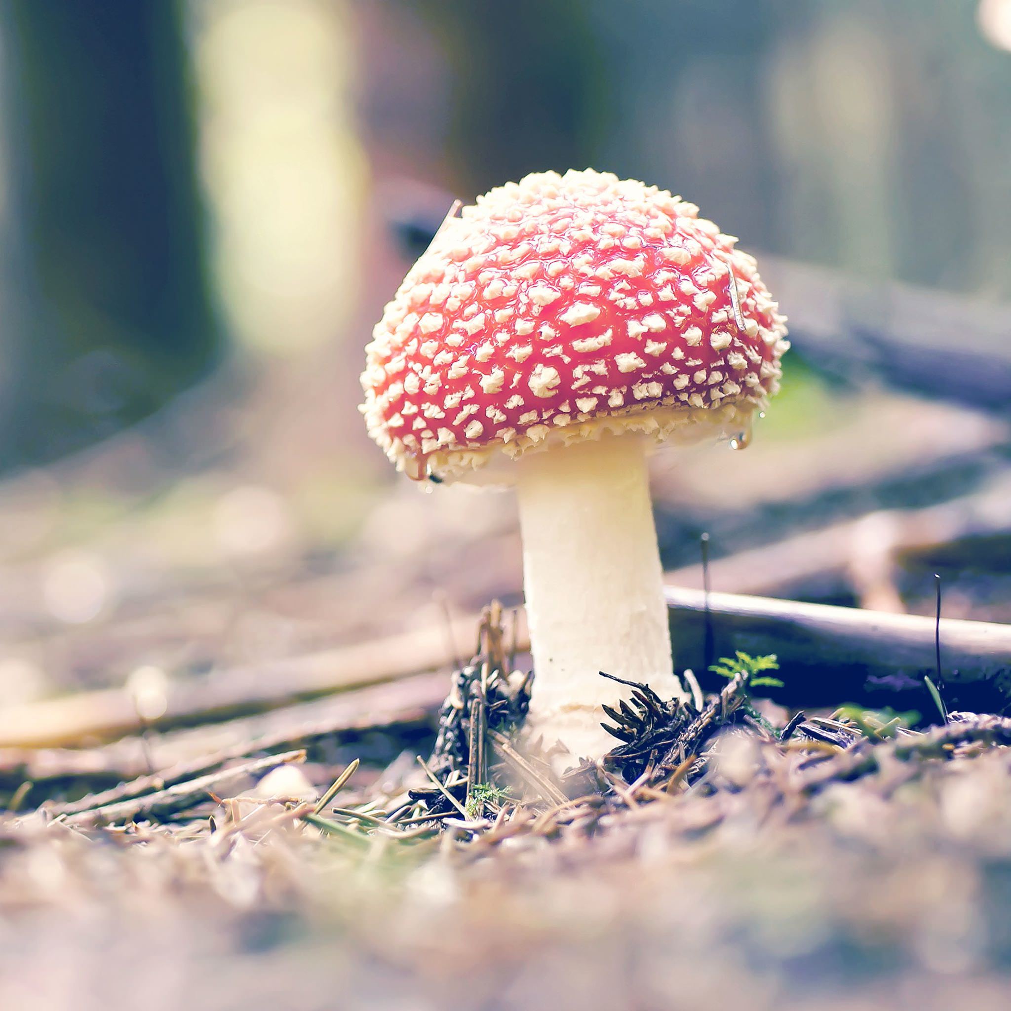 Natural red mushroom wallpaper.sc iPad