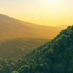Forest landscape iPad / Air / mini / Pro Wallpaper