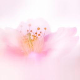 Natural  flower  pink iPad / Air / mini / Pro Wallpaper