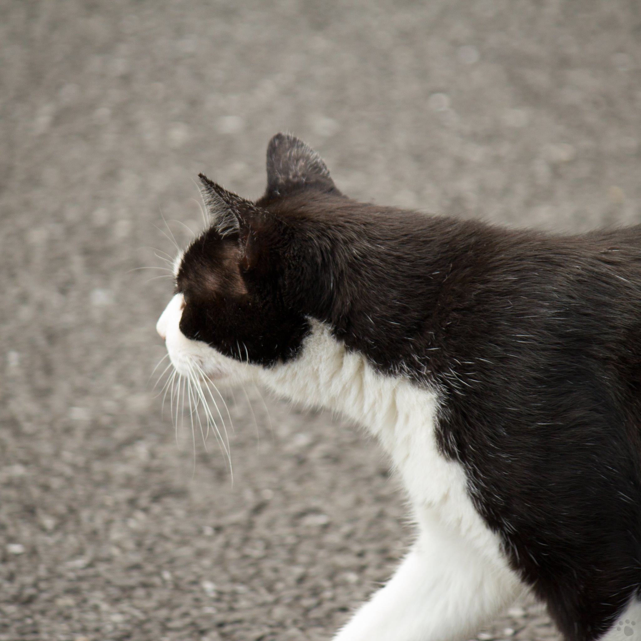 cat flower wallpaper.sc iPad