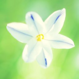 Natural  flower  white iPad / Air / mini / Pro Wallpaper