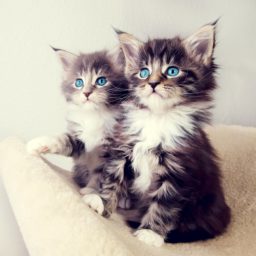 Cat kitten iPad / Air / mini / Pro Wallpaper