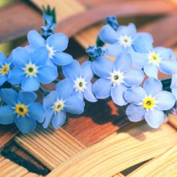 Natural  flower  blue iPad / Air / mini / Pro Wallpaper